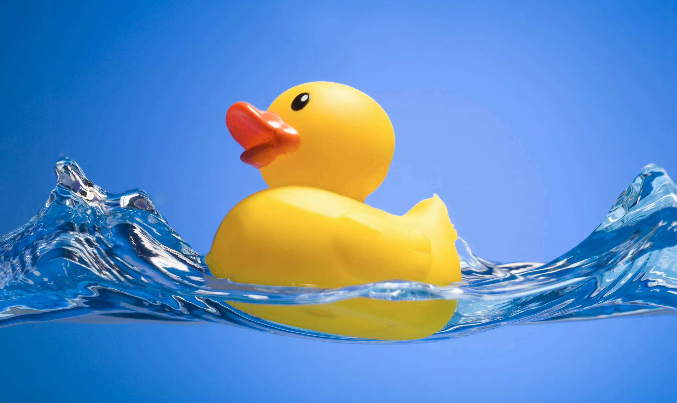 a rubber duck